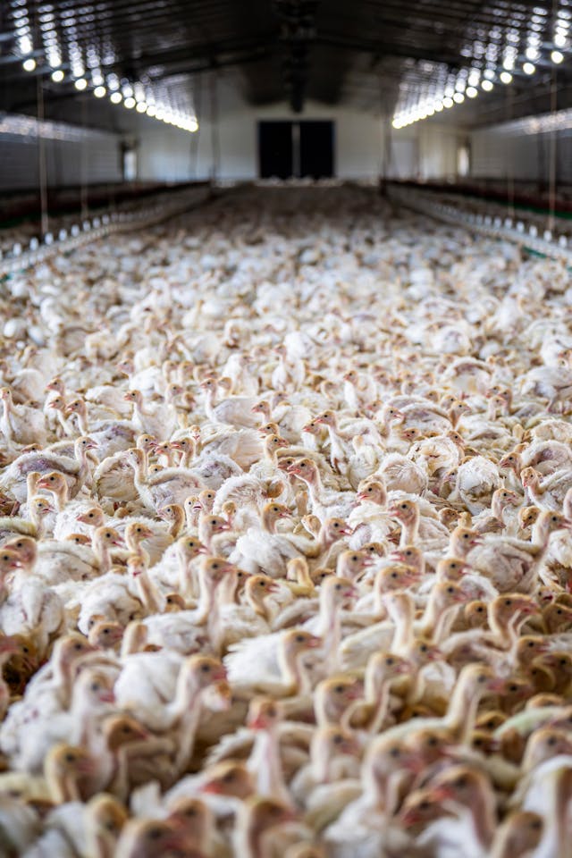 Efektywne ogrzewanie kurnika dla drobiu – utrzymanie odpowiedniej temperatury w hodowli.