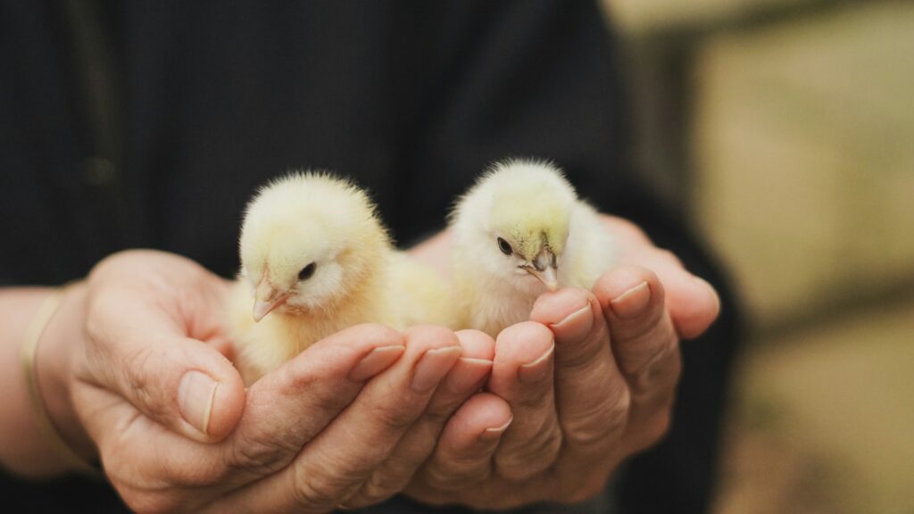 Pisklęta w dłoniach hodowcy – bezpieczne i ciepłe warunki w kurniku dzięki nowoczesnym systemom ogrzewania dla ferm drobiu.